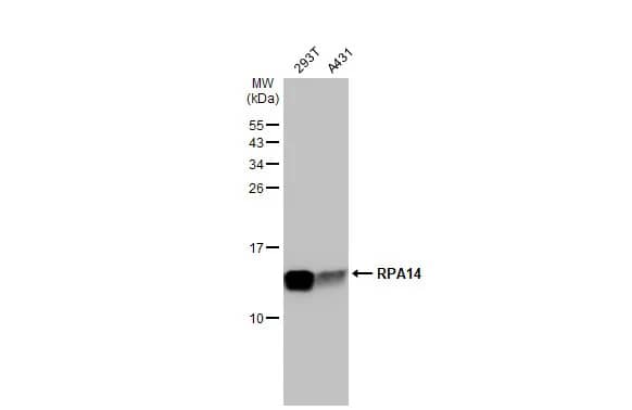 Western Blot: RPA14 Antibody [NBP1-32023] - Various whole cell extracts (30 ug) were separated by 15% SDS-PAGE, and the membrane was blotted with RPA14 antibody (NBP1-32023) diluted at 1:1000. The HRP-conjugated anti-rabbit IgG antibody  was used to detect the primary antibody.