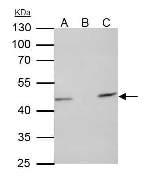 Immunoprecipitation: TUFM Antibody [NBP1-32051] - TUFM antibody [N3C3] immunoprecipitates TUFM protein in IP experiments.IP samples: HepG2 whole cell extractA. 35 ug HepG2 whole cell extractB. Control with 4 ug of preimmune Rabbit IgGC. Immunoprecipitation of TUFM protein by 4 ug TUFM antibody [N3C3] (NBP1-32051)10 % SDS-PAGEThe immunoprecipitated TUFM protein was detected by TUFM antibody [N3C3] (NBP1-32051) diluted at 1:1000.[EasyBlot anti-rabbit IgG  was used as a secondary reagent]