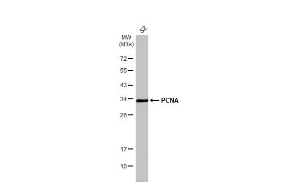 Western Blot: PCNA Antibody [NBP1-32075] - Whole cell extract (30 ug) was separated by 12% SDS-PAGE, and the membrane was blotted with PCNA antibody (NBP1-32075) diluted at 1:1000. The HRP-conjugated anti-rabbit IgG antibody  was used to detect the primary antibody.