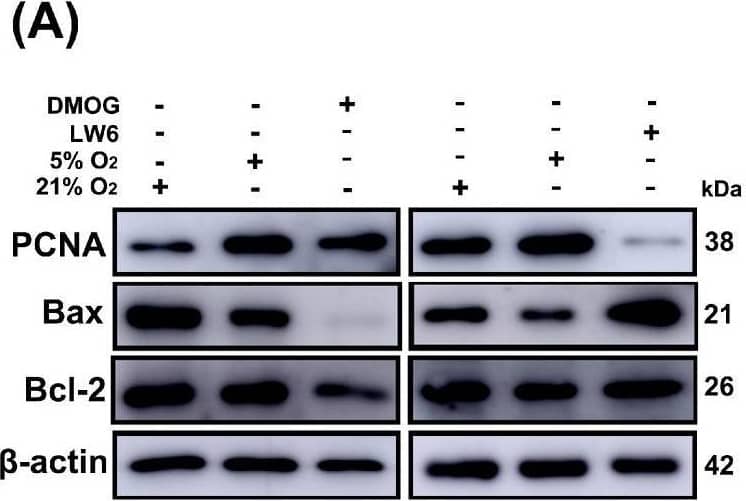 Activation (DMOG) (200 μM) and inhibition (LW6) (25 μM) of HIF-1 alpha  affected the proliferation and anti-apoptotic ability of yak heart CASMCs. (A–C) Effects of DMOG and LW6 on the expression of proliferation- and apoptosis-related proteins in yak heart CASMCs. (D,F) EdU proliferation was used to detect the effect of DMOG and LW6 on the proliferation expression of yak heart CASMCs. (E,G) Tunel apoptosis assay was used to detect the effect of DMOG and LW6 on apoptosis expression in CASMCs of yak heart. Magnification: ×10, Bar = 200 μm. ( ** p < 0.01) (n = 3). Image collected and cropped by CiteAb from the following open publication (//pubmed.ncbi.nlm.nih.gov/40001559), licensed under a CC-BY license. Not internally tested by Novus Biologicals.