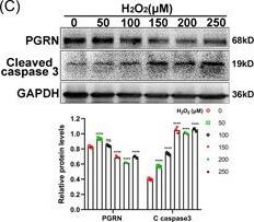 Deletion of progranulin suppressed apoptosis in the airways exposed to ovalbumin, but aggravated the human bronchial epithelial cells apoptosis in vitro. (A) Representative images of lung sections from WT and PGRN KO mice stained for TUNEL. Scale bar: 100 μm. (B) The protein levels of cleaved caspase 3 in mice lung were analyzed by Western blot. The results of densitometric analysis were showed as means +/- SD (n = 3). *p < .05, unpaired t test. (C) Western blot analysis of PGRN and cleaved caspase 3 in 16‐HBE cells treated (or not) with H2O2 for 48 h. The results of densitometric analysis were showed as means +/- SD (n = 3). ****p < .0001, one‐way ANOVA. (D) The knockdown efficiency of siRNA targeting PGRN was identified at the mRNA and protein levels 24 and 48 h following transfection, respectively. The relative mRNA expression and densitometric analysis were showed as means +/- SD (n = 3). ****p < .0001, one‐way ANOVA. (E) Following knockdown of PGRN for 24 h, 16‐HBE cells were treated (or not) with H2O2 for 24 h. The densitometric analysis of cleaved caspase 3 was presented as means +/- SD (n = 3). *p < .05, unpaired t test. The study was repeated for three times. ANOVA, analysis of variance; DAPI, 4′,6‐diamidino‐2‐phenylindole; HBE, human bronchial epithelial cells; TUNEL, terminal deoxynucleotidyl transferase dUTP nick end labeling. Image collected and cropped by CiteAb from the following open publication (//pubmed.ncbi.nlm.nih.gov/36840485), licensed under a CC-BY license. Not internally tested by Novus Biologicals.