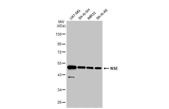 Western Blot: Enolase 2/Neuron-specific Enolase Antibody [NBP1-32090] - Various whole cell extracts (30 ug) were separated by 10% SDS-PAGE, and the membrane was blotted with Enolase 2/Neuron-specific Enolase antibody [N1C1] (NBP1-32090) diluted at 1:2000. The HRP-conjugated anti-rabbit IgG antibody  was used to detect the primary antibody.