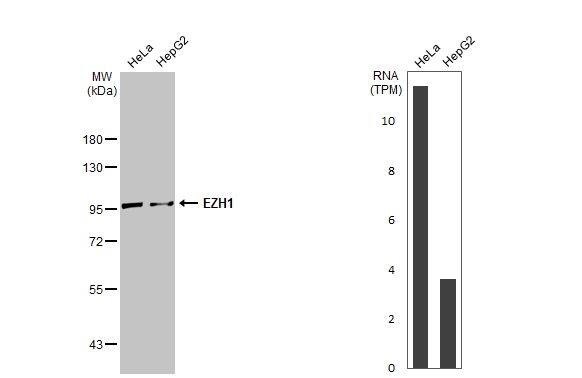 <b>Orthogonal Strategies Validation. </b>Western Blot: EZH1 Antibody [NBP1-32111] - Various whole cell extracts (30 ug) were separated by 7.5% SDS-PAGE, and the membrane was blotted with EZH1 antibody [N1], N-term  diluted at 1:1000. The HRP-conjugated anti-rabbit IgG antibody  was used to detect the primary antibody. Corresponding RNA expression data for the same cell lines are based on Human Protein Atlas program.