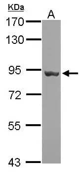 Western Blot: gp96/HSP90B1/GRP94 Antibody [NBP1-32118] - Sample (30 ug of whole cell lysate)  A: zebrafish eye  7.5% SDS PAGE  NBP1-32118 diluted at 1:10000 