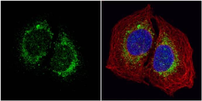 ORP150/HSP12A antibody [C2C3], C-term detects ORP150/HSP12A protein at cytoplasm by immunofluorescent analysis.Sample: U2OS cells were fixed in 4% paraformaldehyde at RT for 15 min.Green: ORP150/HSP12A protein stained by ORP150/HSP12A antibody [C2C3], C-term (NBP1-32140) diluted at 1:1000.Red: alpha Tubulin, a cytoskeleton marker, stained by alpha Tubulin antibody [GT114] diluted at 1:1000.Blue: Hoechst 33342 staining. 