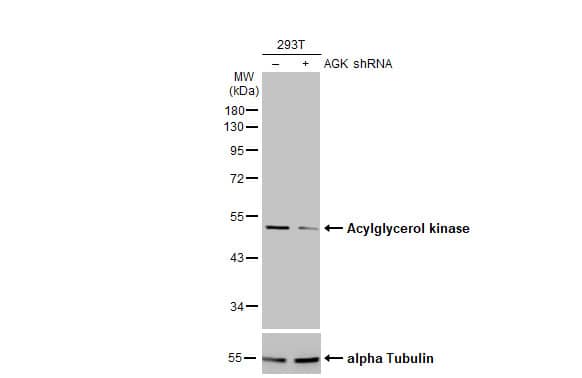 Western Blot: Acylglycerol Kinase Antibody [NBP1-32163] - Non-transfected (–) and transfected (+) 293T whole cell extracts (30 ug) were separated by 10% SDS-PAGE, and the membrane was blotted with Acylglycerol kinase antibody  diluted at 1:500. The HRP-conjugated anti-rabbit IgG antibody  was used to detect the primary antibody.