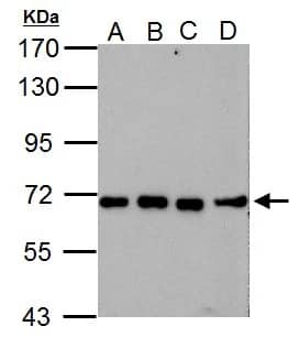 Western Blot: NUP62 Antibody [NBP1-32177] - Sample (30 ug of whole cell lysate)  A: NIH-3T3  B: JC  C: BCL-1  D: C2C12  7.5% SDS PAGE  NBP1-32177 diluted at 1:5000 