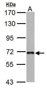 Western Blot: NUP62 Antibody [NBP1-32177] - Sample (30 ug of whole cell lysate)  A: PC-12  7.5% SDS PAGE  NBP1-32177 diluted at 1:5000 