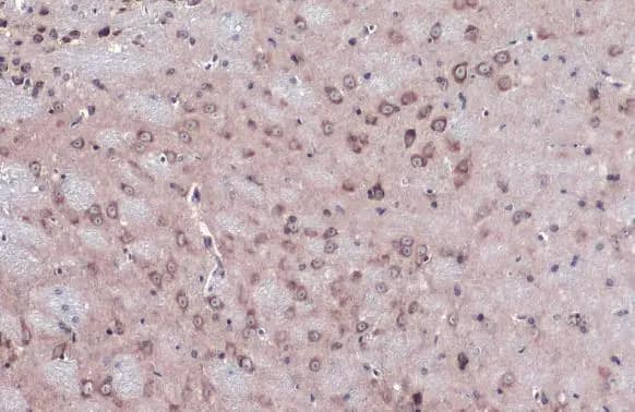 Immunohistochemistry-Paraffin: NUP62 Antibody [NBP1-32177] - NUP62 antibody detects NUP62 protein at nuclear envelope by immunohistochemical analysis.Sample: Paraffin-embedded mouse brain.NUP62 stained by NUP62 antibody (NBP1-32177) diluted at 1:500.Antigen Retrieval: Citrate buffer, pH 6.0, 15 min