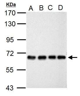 Western Blot: NUP62 Antibody [NBP1-32177] - Sample (30 ug of whole cell lysate)  A: NT2D1  B: PC-3  C: U87-MG  D: SK-N-SH  7.5% SDS PAGE  NBP1-32177 diluted at 1:1000 