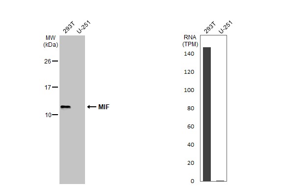 <b>Orthogonal Strategies Validation. </b>Various whole cell extracts (30 ug) were separated by 15% SDS-PAGE, and the membrane was blotted with MIF antibody [N1C3] (NBP1-32192) diluted at 1:2000. The HRP-conjugated anti-rabbit IgG antibody was used to detect the primary antibody. Corresponding RNA expression data for the same cell lines are based on Human Protein Atlas program. 