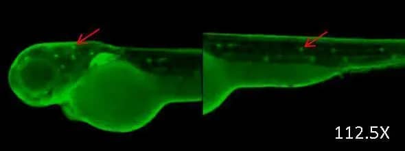 Immunohistochemistry: ERH Antibody [NBP1-32198] - Immunohistochemical analysis (whole mount) of zebrafish embryo, using ERH antibody (NBP1-32198) at 1:200 dilution.
