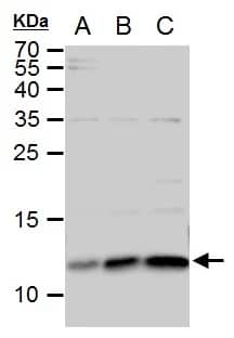 Western Blot: ERH Antibody [NBP1-32198] - ERH antibody detects ERH protein by western blot analysis.A. 30 ug A549 whole cell extract B. 30 ug H1299 whole cell extract C. 30 ug HCT116 whole cell extract15 % SDS-PAGEERH antibody (NBP1-32198) dilution: 1:500