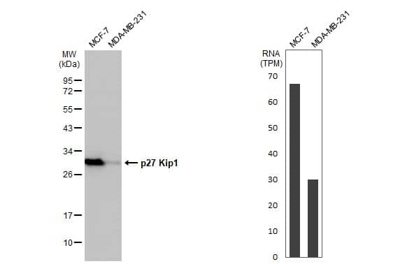 <b>Orthogonal Strategies Validation. </b>Western Blot: p27/Kip1 Antibody [NBP1-32213] - Various whole cell extracts (30 ug) were separated by 12% SDS-PAGE, and the membrane was blotted with p27 Kip1 antibody  diluted at 1:1000. The HRP-conjugated anti-rabbit IgG antibody  was used to detect the primary antibody. Corresponding RNA expression data for the same cell lines are based on Human Protein Atlas program.