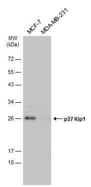 Various whole cell extracts (30 ug) were separated by 12% SDS-PAGE, and the membrane was blotted with p27/Kip1 antibody (NBP1-32213) diluted at 1:1000. The HRP-conjugated anti-rabbit IgG antibody was used to detect the primary antibody. 