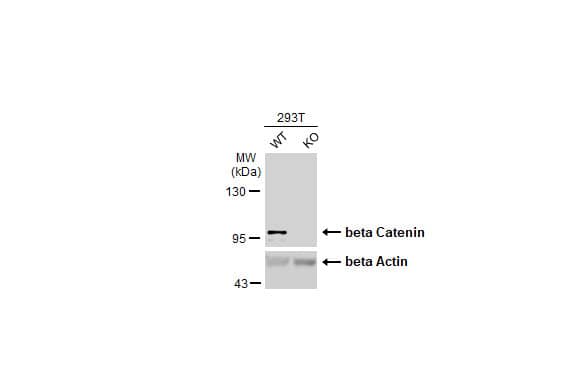 <b>Genetic Strategies Validation. </b>Western Blot: beta-Catenin Antibody [NBP1-32239] - Wild-type (WT) and beta Catenin knockout (KO) 293T cell extracts (9 ug) were separated by 7.5% SDS-PAGE, and the membrane was blotted with beta Catenin antibody [N1N2-2], N-term  diluted at 1:1000. The HRP-conjugated anti-rabbit IgG antibody  was used to detect the primary antibody.