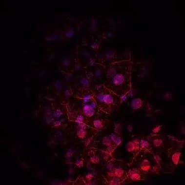 Immunohistochemistry: beta-Catenin Antibody [NBP1-32239] - Immunohistochemical analysis of agarose-embedded zebrafish embryo, using beta-Catenin antibody [N1N2-2], N-term NBP1-32239) at 1:100. dilution. (This image was provided courtesy of the Schilling Lab at UC, Irvine.)