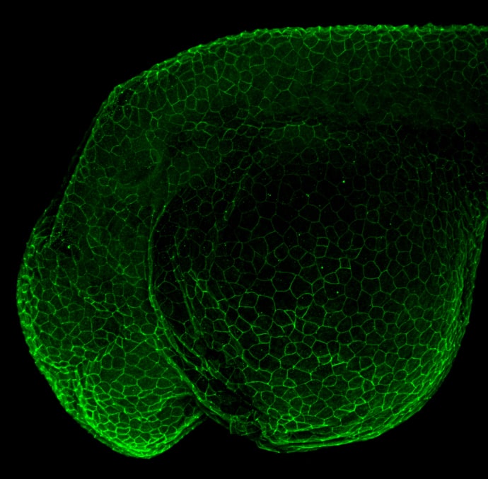 Immunohistochemistry: beta-Catenin Antibody [NBP1-32239] - beta-Catenin antibody [N1N2-2], N-term detects Ctnnb1 protein on zebrafish by whole mount immunohistochemical analysis. Sample: 1 day-post-fertilization zebrafish embryo. beta-Catenin antibody [N1N2-2], N-term (NBP1-32239) dilution: 1:100.