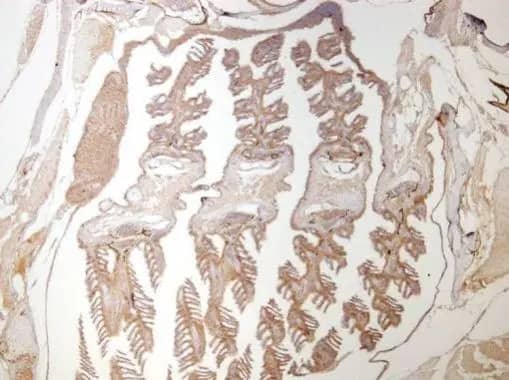 Immunohistochemistry: beta-Catenin Antibody [NBP1-32239] - Immunohistochemical analysis of paraffin-embedded zebrafish tissue, using beta-Catenin antibody [N1N2-2], N-term (NBP1-32239) at 1:300 dilution.