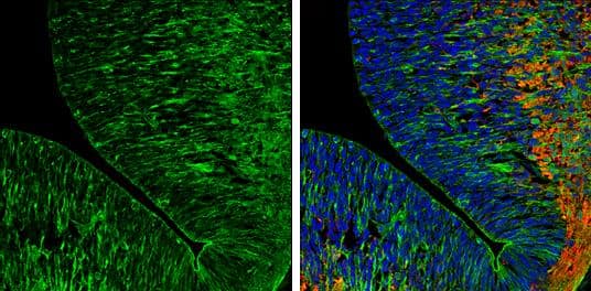 Immunohistochemistry-Frozen Caspr2 Antibody - BSA Free