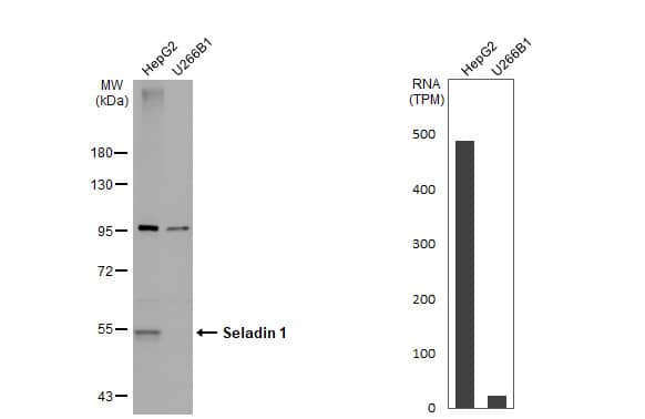 Western Blot Seladin 1 Antibody - BSA Free