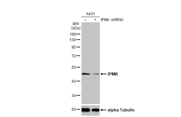 Western Blot IPMK Antibody - BSA Free