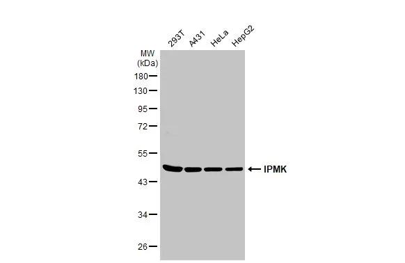 Western Blot IPMK Antibody - BSA Free