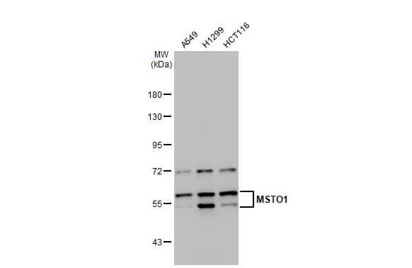 Western Blot: MSTO1 Antibody [NBP1-32254] - Various whole cell extracts (30 ug) were separated by 7.5% SDS-PAGE, and the membrane was blotted with MSTO1 antibody [N1C1] (NBP1-32254) diluted at 1:1000. The HRP-conjugated anti-rabbit IgG antibody  was used to detect the primary antibody.