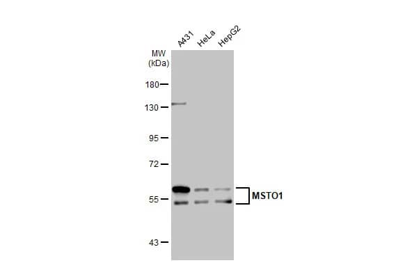 Western Blot: MSTO1 Antibody [NBP1-32254] - Various whole cell extracts (30 ug) were separated by 7.5% SDS-PAGE, and the membrane was blotted with MSTO1 antibody [N1C1] (NBP1-32254) diluted at 1:1000. The HRP-conjugated anti-rabbit IgG antibody  was used to detect the primary antibody.