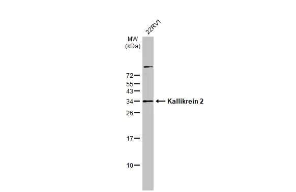 Western Blot Kallikrein 2 Antibody - BSA Free