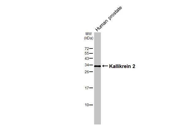 Western Blot Kallikrein 2 Antibody - BSA Free