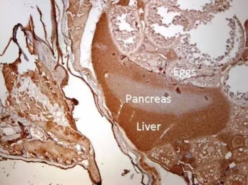 Immunohistochemistry: ARPC2 Antibody [NBP1-32297] - Immunohistochemical analysis of paraffin-embedded zebrafish tissue, using ARPC2 antibody (NBP1-32297) at 1:300 dilution.