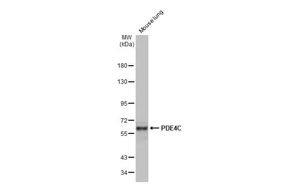 Western Blot: PDE4C Antibody [NBP1-32341] - Mouse tissue extract (50 ug) was separated by 7.5% SDS-PAGE, and the membrane was blotted with PDE4C antibody [N3C3] (NBP1-32341) diluted at 1:1000. The HRP-conjugated anti-rabbit IgG antibody  was used to detect the primary antibody.