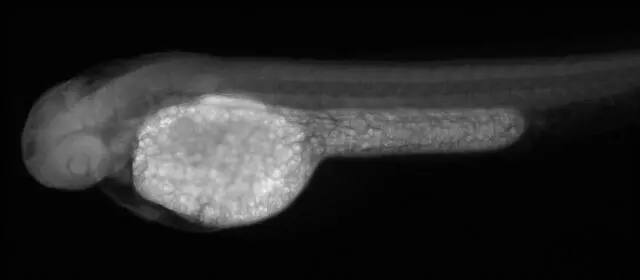 Immunohistochemistry: MAK Antibody [NBP1-32344] - MAK antibody [N1N3] detects Mak protein on zebrafish by whole mount immunohistochemical analysis. Sample: 2 days-post-fertilization zebrafish embryo. MAK antibody [N1N3] (NBP1-32344) dilution: 1:200.