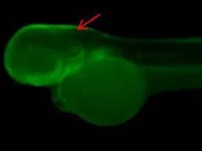 Immunohistochemistry: MAK Antibody [NBP1-32344] - Immunohistochemical analysis (whole mount) of zebrafish embryo, using MAK antibody [N1N3] (NBP1-32344) at 1:200 dilution.