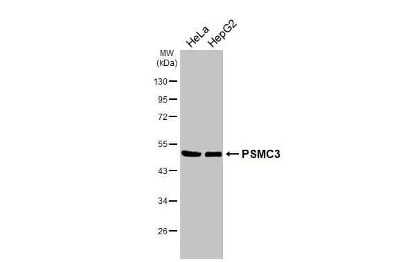 Various whole cell extracts (30 ug) were separated by 10% SDS-PAGE, and the membrane was blotted with PSMC3 antibody [N1C2] (NBP1-32749) diluted at 1:5000. The HRP-conjugated anti-rabbit IgG antibody  was used to detect the primary antibody. 