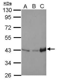 Western Blot: IDH3A Antibody [NBP1-32396] - Sample (30 ug of whole cell lysate)  A: whole zebrafish  B: zebrafish eye  C: zebrafis heart  10% SDS PAGE  NBP1-32396 diluted at 1:1000 