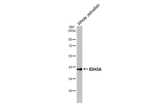 Whole zebrafish extract (30 ug) was separated by 10% SDS-PAGE, and the membrane was blotted with IDH3A antibody (NBP1-32396) diluted at 1:1000. The HRP-conjugated anti-rabbit IgG antibody was used to detect the primary antibody. 