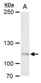 O-GlcNAc transferase antibody detects O-GlcNAc transferase protein by western blot analysis.A. 30 ug PC-12 whole cell extract5% SDS-PAGEO-GlcNAc transferase antibody (NBP1-32791) dilution: 1:1000 The HRP-conjugated anti-rabbit IgG antibody  was used to detect the primary antibody. 