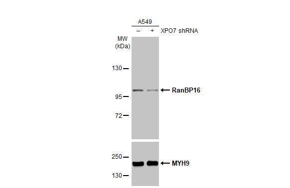 Non-transfected (-) and transfected (+) A549 whole cell extracts (30 ug) were separated by 5% SDS-PAGE, and the membrane was blotted with RanBP16 antibody [C2C3], C-term (NBP1-32350) diluted at 1:9000. The HRP-conjugated anti-rabbit IgG antibody  was used to detect the primary antibody. 