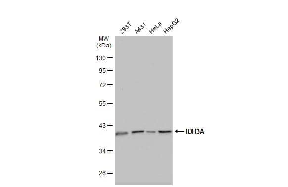 Various whole cell extracts (30 ug) were separated by 10% SDS-PAGE, and the membrane was blotted with IDH3A antibody (NBP1-32396) diluted at 1:500. The HRP-conjugated anti-rabbit IgG antibody  was used to detect the primary antibody. 