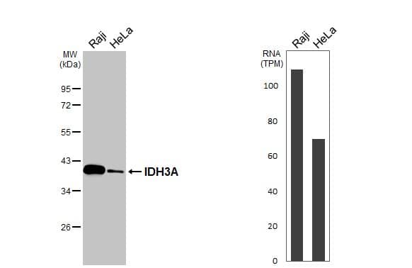 Various whole cell extracts (30 ug) were separated by 10% SDS-PAGE, and the membrane was blotted with IDH3A antibody (NBP1-32396) diluted at 1:500. The HRP-conjugated anti-rabbit IgG antibody  was used to detect the primary antibody. Corresponding RNA expression data for the same cell lines are based on Human Protein Atlas program. 
