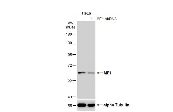 <b>Genetic Strategies Validation. </b>Western Blot: ME1 Antibody [NBP1-32398] - Non-transfected (–) and transfected (+) HeLa whole cell extracts (30 ug) were separated by 7.5% SDS-PAGE, and the membrane was blotted with ME1 antibody  diluted at 1:1000. The HRP-conjugated anti-rabbit IgG antibody  was used to detect the primary antibody.