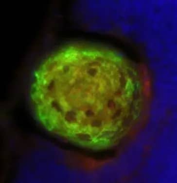 Immunohistochemistry: Proteasome 20S alpha 6 Antibody [NBP1-32406] - Immunofluorescent image of a section of the lens of a zebrafish embryo eye using psma6a antibody (NBP1-32406) at a 1:200 dilution. Green: Proteasome 20S alpha 6Red: Actin (This image was provided courtesy of the Schilling Lab at UC, Irvine.)