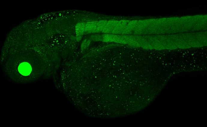 Immunohistochemistry: Proteasome 20S alpha 6 Antibody [NBP1-32406] - Proteasome 20S alpha 6 antibody detects Proteasome 20S alpha 6 protein on zebrafish by whole mount immunohistochemical analysis. Sample: 2 days-post-fertilization zebrafish embryo. Proteasome 20S alpha 6 antibody (NBP1-32406) dilution: 1:100.