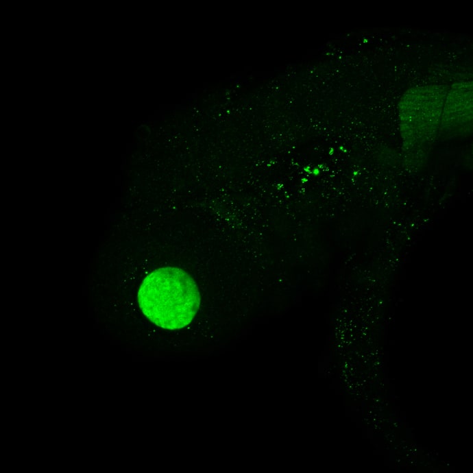 Immunohistochemistry: Proteasome 20S alpha 6 Antibody [NBP1-32406] - Proteasome 20S alpha 6 antibody detects Proteasome 20S alpha 6 protein on zebrafish by whole mount immunohistochemical analysis. Sample: 2 days-post-fertilization zebrafish embryo. Proteasome 20S alpha 6 antibody (NBP1-32406) dilution: 1:100.