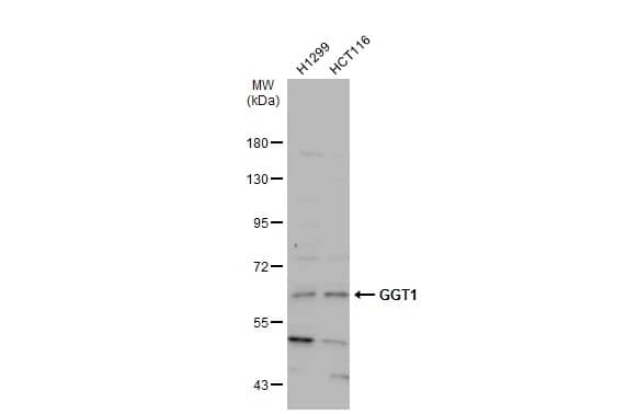 Western Blot: GGT1 Antibody [NBP1-32412] - Various whole cell extracts (30 ug) were separated by 7.5% SDS-PAGE, and the membrane was blotted with GGT1 antibody (NBP1-32412) diluted at 1:1000. The HRP-conjugated anti-rabbit IgG antibody  was used to detect the primary antibody.