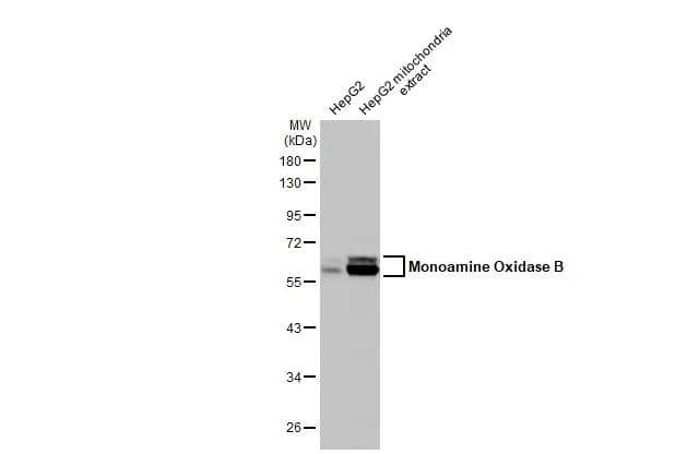 HepG2 whole cell and mitochondria extracts (8.1 ug) were separated by 10% SDS-PAGE, and the membrane was blotted with Monoamine Oxidase B antibody [N2C3] (NBP1-32426) diluted at 1:3000. The HRP-conjugated anti-rabbit IgG antibody  was used to detect the primary antibody. 