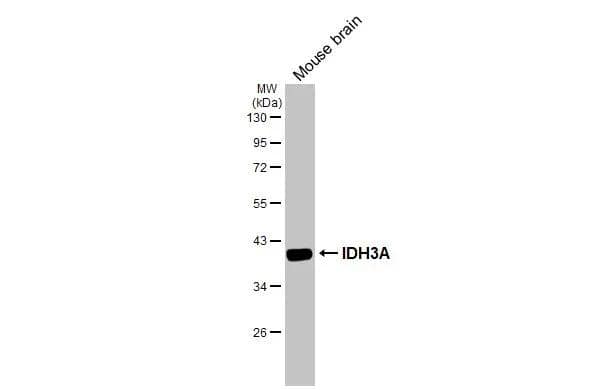 Mouse tissue extract (50 ug) was separated by 10% SDS-PAGE, and the membrane was blotted with IDH3A antibody (NBP1-32396) diluted at 1:10000. The HRP-conjugated anti-rabbit IgG antibody  was used to detect the primary antibody. 
