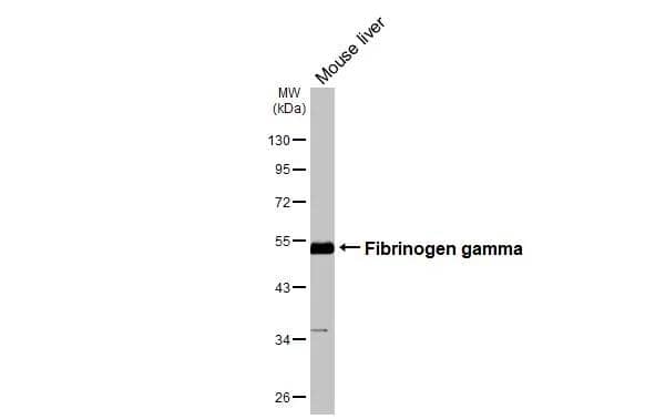 Western Blot Fibrinogen gamma chain Antibody - BSA Free